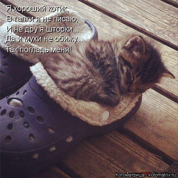 Котоматрица: Я хороший котик, В тапки я не писаю, И не дру я шторки... Так погладь меня! Да и мухи не обижу...