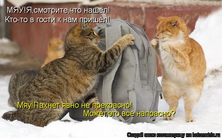 МЯУ!Я,смотрите,что нашёл! Кто-то в гости к нам пришёл! Мяу!Пахнет явно не прекрасно! Может,это всё на... Котоматрица: МЯУ!Я,смотрите,что нашёл! Кто-то в гости к нам пришёл! Мяу!Пахнет явно не прекрасно! Может,это всё напрасно?