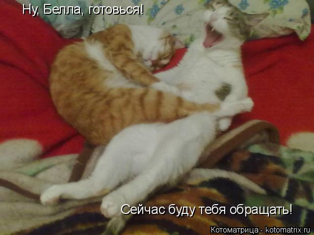 Котоматрица: Ну, Белла, готовься! Сейчас буду тебя обращать!
