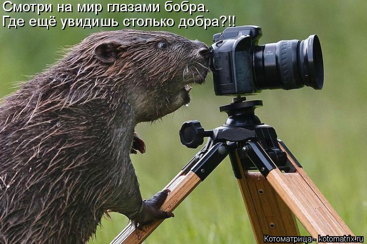Смотри на мир глазами бобра. Где ещё увидишь столько добра?!!... Котоматрица: Смотри на мир глазами бобра. Где ещё увидишь столько добра?!!