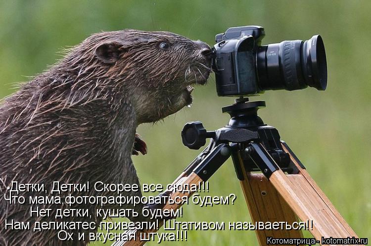 Детки, Детки! Скорее все сюда!!! Что мама,фотографироваться будем? Нет детки, кушать будем! Нам делик... Котоматрица: Детки, Детки! Скорее все сюда!!! Что мама,фотографироваться будем? Нет детки, кушать будем! Нам деликатес привезли! Штативом называеться!! Ох