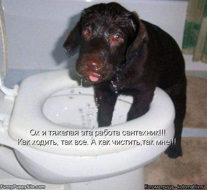 Ох и тяжелая эта работа сантехник!!! Как ходить, так все. А как чистить,так мне!!!... Котоматрица: Ох и тяжелая эта работа сантехник!!! Как ходить, так все. А как чистить,так мне!!!