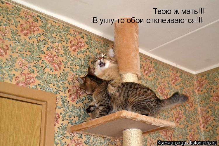 Твою ж мать!!! В углу-то обои отклеиваются!!!... Котоматрица: Твою ж мать!!! В углу-то обои отклеиваются!!!