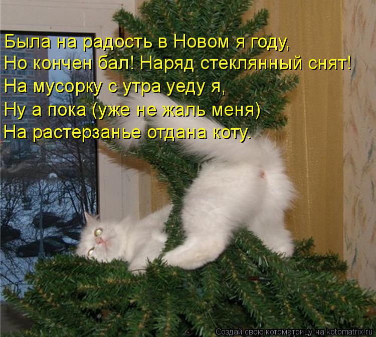 Была на радость в Новом я году, Но кончен бал! Наряд стеклянный снят! На мусорку с утра уеду я, Ну а ... Котоматрица: Была на радость в Новом я году, Но кончен бал! Наряд стеклянный снят! На мусорку с утра уеду я, Ну а пока (уже не жаль меня) На растерзанье отда