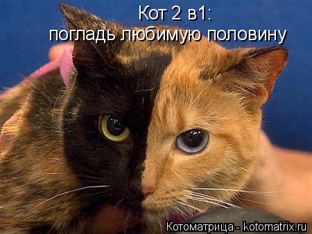 Котоматрица: Кот 2 в1: погладь любимую половину