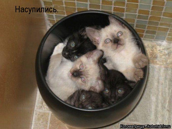 Насупились.... Котоматрица: Насупились.