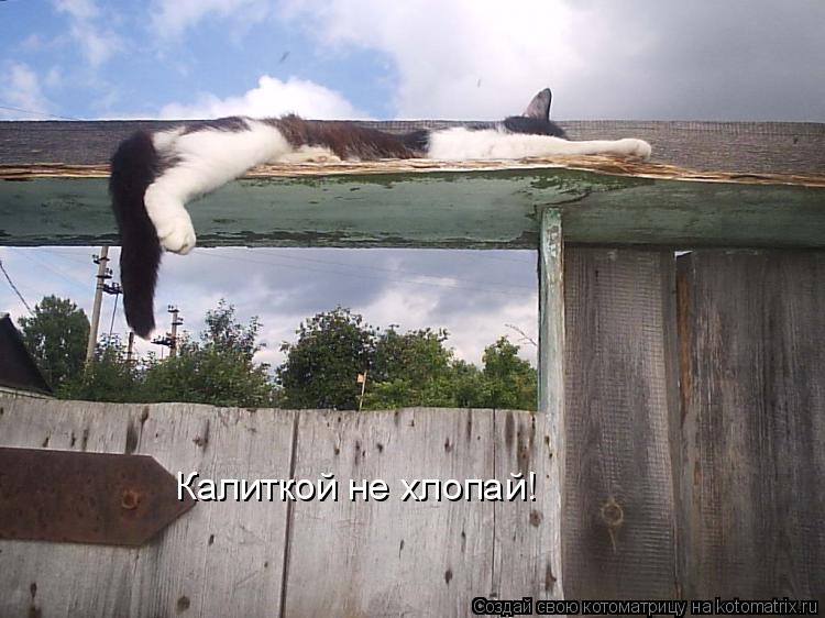 Калиткой не хлопай!... Котоматрица: Калиткой не хлопай!