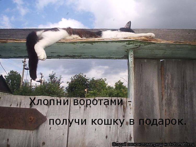 Котоматрица: Хлопни воротами - получи кошку в подарок.
