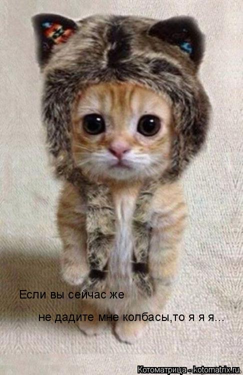 Котоматрица: Если вы сейчас же не дадите мне колбасы,то я я я...