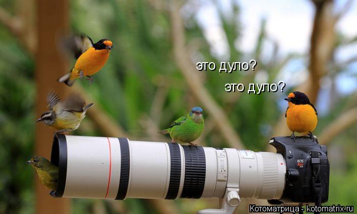 это дуло? это дуло?... Котоматрица: это дуло? это дуло?
