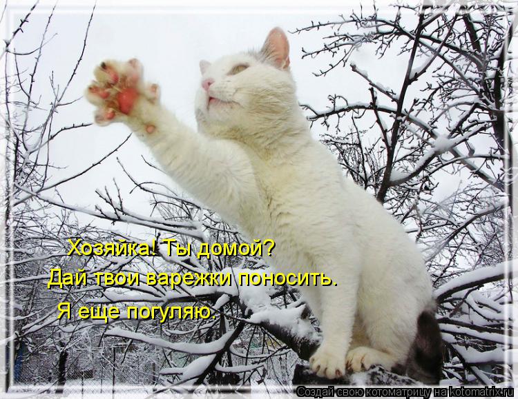 Хозяйка! Ты домой? Дай твои варежки поносить. Я еще погуляю.... Котоматрица: Хозяйка! Ты домой? Дай твои варежки поносить. Я еще погуляю.