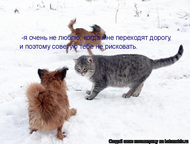 Котоматрица: -я очень не люблю, когда мне переходят дорогу,   и поэтому советую тебе не рисковать.