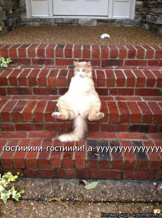 гостиииии-гостииии! а-ууууууууууууууу___... Котоматрица: гостиииии-гостииии! а-ууууууууууууууу___