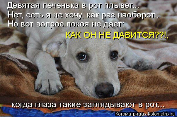 Котоматрица: Девятая печенька в рот плывет... Нет, есть я не хочу, как раз наоборот... Но вот вопрос покоя не дает: КАК ОН НЕ ДАВИТСЯ??!, когда глаза такие загл