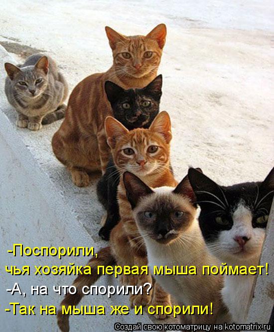 Котоматрица: -Поспорили,  чья хозяйка первая мыша поймает! -А, на что спорили? -Так на мыша же и спорили!
