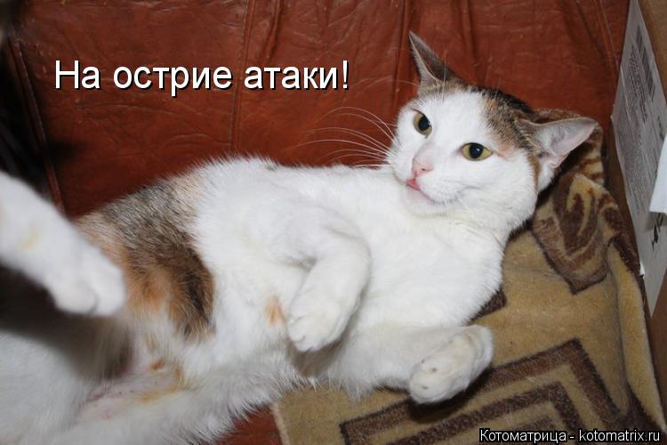 На острие атаки!... Котоматрица: На острие атаки!