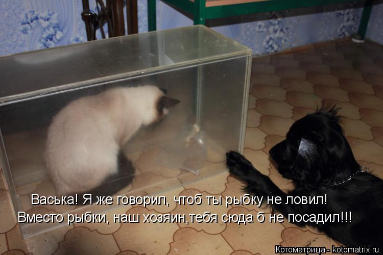 Васька! Я же говорил, чтоб ты рыбку не ловил! Вместо рыбки, наш хозяин,тебя сюда б не посадил!!!... Котоматрица: Васька! Я же говорил, чтоб ты рыбку не ловил! Вместо рыбки, наш хозяин,тебя сюда б не посадил!!!