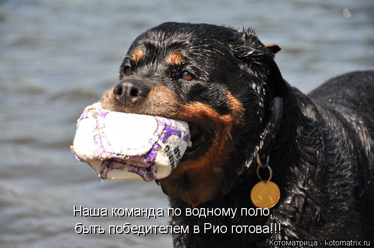 быть победителем в Рио готова!!! Наша команда по водному поло,... Котоматрица: быть победителем в Рио готова!!! Наша команда по водному поло,