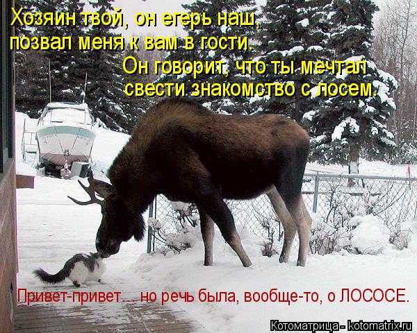 Котоматрица: Привет-привет… но речь была, вообще-то, о ЛОСОСЕ. Хозяин твой, он егерь наш,  позвал меня к вам в гости. Он говорит, что ты мечтал  свести знако