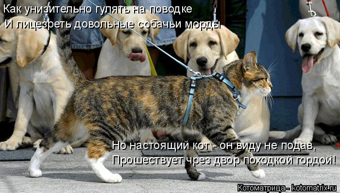 Как унизительно гулять на поводке И лицезреть довольные собачьи морды Прошествует чрез двор походкой ... Котоматрица: Как унизительно гулять на поводке И лицезреть довольные собачьи морды Прошествует чрез двор походкой гордой! Но настоящий кот - он виду не