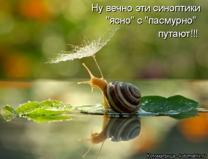 Ну вечно эти синоптики "ясно" с "пасмурно" путают!!!... Котоматрица: Ну вечно эти синоптики "ясно" с "пасмурно" путают!!!