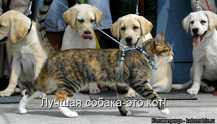 Лучшая собака-это кот!... Котоматрица: Лучшая собака-это кот!