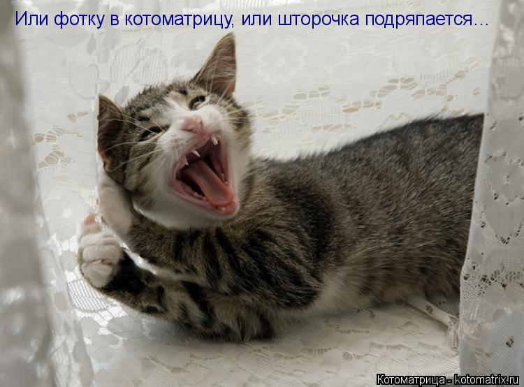 Котоматрица: Или фотку в котоматрицу, или шторочка подряпается…