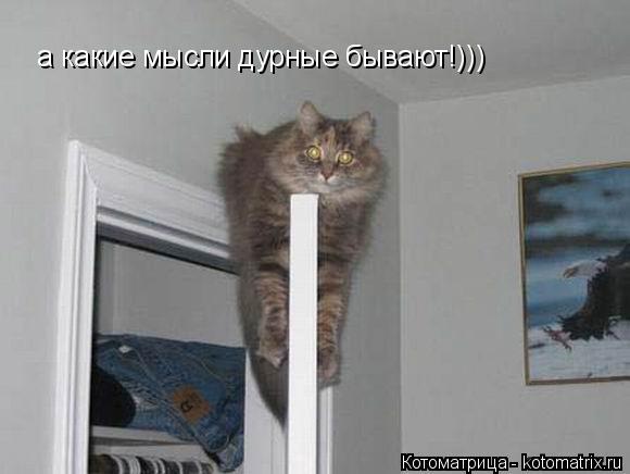 а какие мысли дурные бывают!)))... Котоматрица: а какие мысли дурные бывают!)))