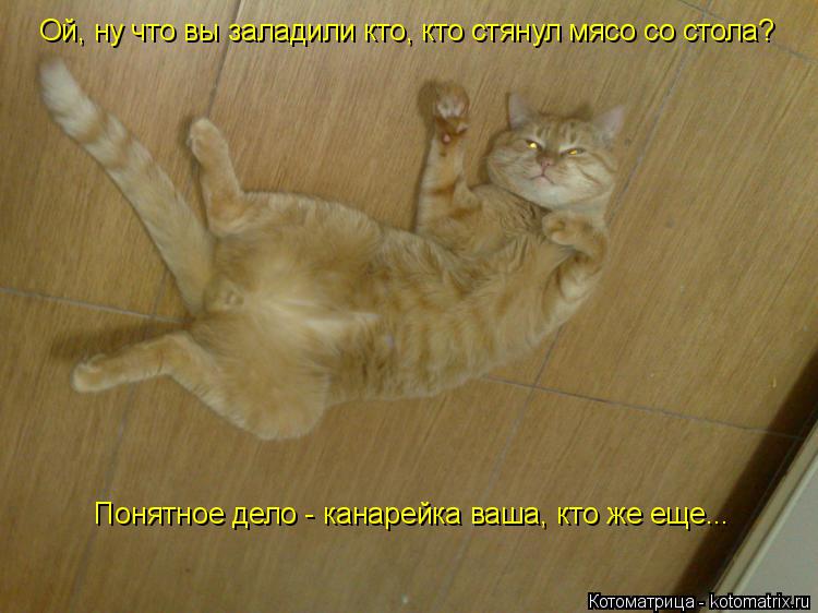 Котоматрица: Понятное дело - канарейка ваша, кто же еще... Ой, ну что вы заладили кто, кто стянул мясо со стола?
