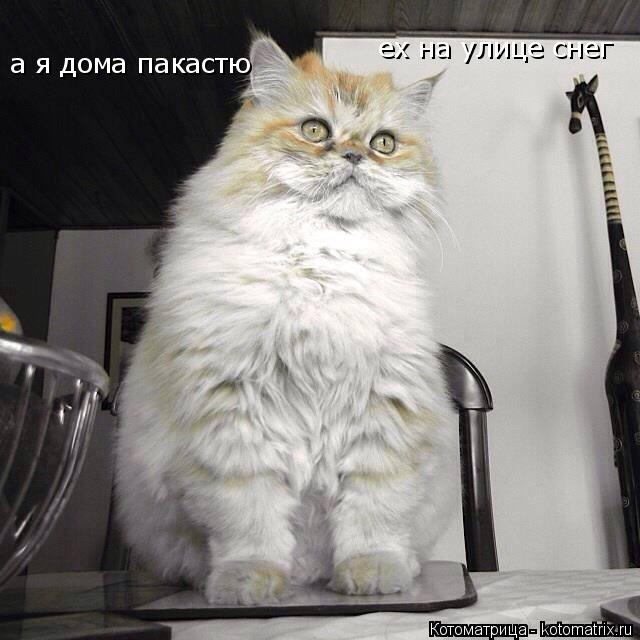 ех на улице снег а я дома пакастю... Котоматрица: ех на улице снег а я дома пакастю