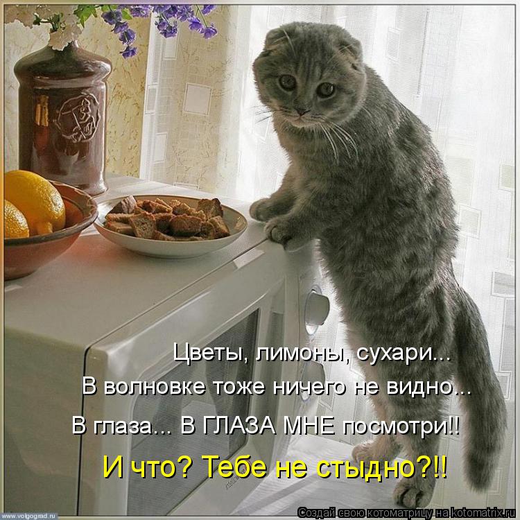 Котоматрица: Цветы, лимоны, сухари... В волновке тоже ничего не видно... В глаза... В ГЛАЗА МНЕ посмотри!! И что? Тебе не стыдно?!!