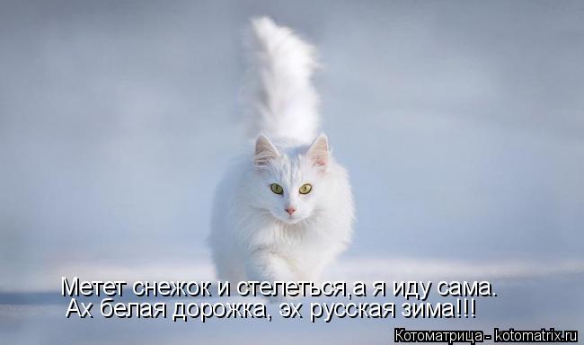 Метет снежок и стелеться,а я иду сама. Ах белая дорожка, эх русская зима!!!... Котоматрица: Метет снежок и стелеться,а я иду сама. Ах белая дорожка, эх русская зима!!!