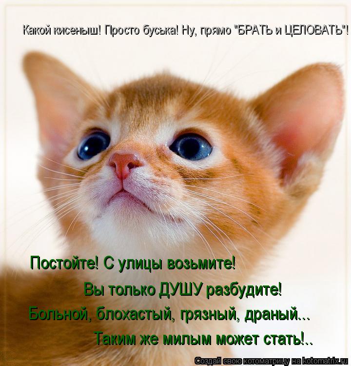 Котоматрица: Какой кисеныш! Просто буська! Ну, прямо "БРАТЬ и ЦЕЛОВАТЬ"! Постойте! С улицы возьмите! Вы только ДУШУ разбудите! Больной, блохастый, грязный, 
