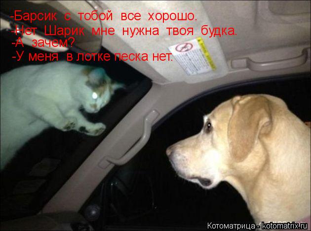 -Барсик с тобой все хорошо. -Нет Шарик мне нужна твоя будка. -А зачем? -У меня в лотке пес... Котоматрица: -Барсик с тобой все хорошо. -Нет Шарик мне нужна твоя будка. -А зачем? -У меня в лотке песка нет.