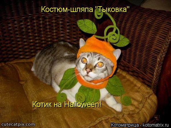 Котик на Halloween! Костюм-шляпа "Тыковка"... Котоматрица: Котик на Halloween! Костюм-шляпа "Тыковка"