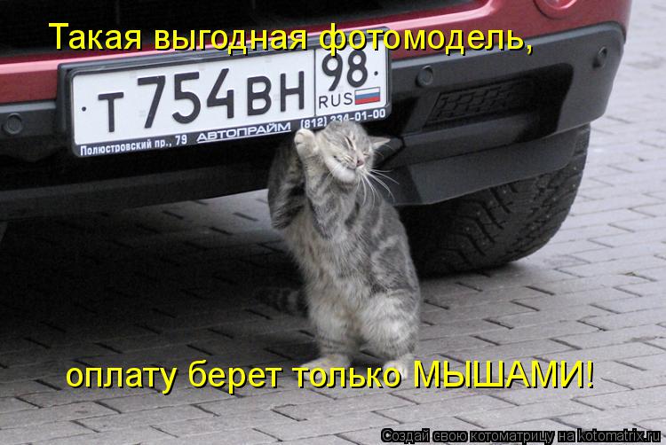 Котоматрица: Такая выгодная фотомодель, оплату берет только МЫШАМИ!