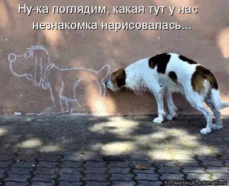 Ну-ка поглядим, какая тут у нас незнакомка нарисовалась...... Котоматрица: Ну-ка поглядим, какая тут у нас незнакомка нарисовалась...