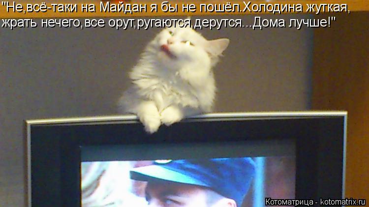 Котоматрица: "Не,всё-таки на Майдан я бы не пошёл.Холодина жуткая, жрать нечего,все орут,ругаются,дерутся...Дома лучше!"