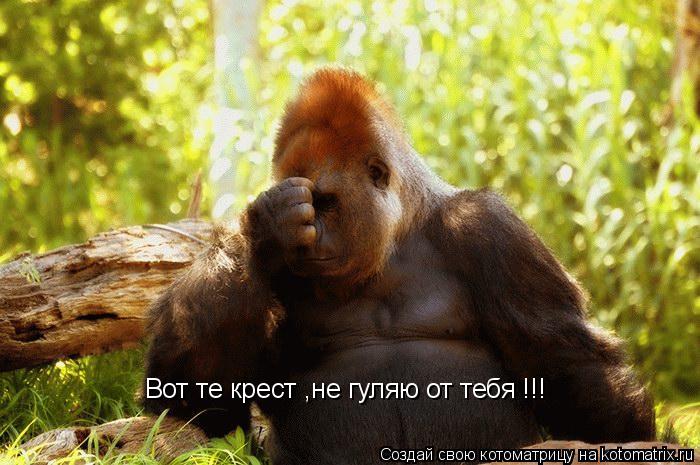 Вот те крест ,не гуляю от тебя !!!... Котоматрица: Вот те крест ,не гуляю от тебя !!!