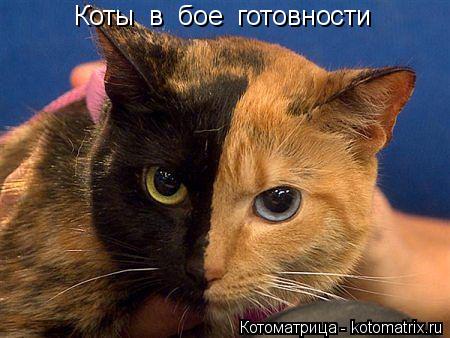 Коты в бое готовности ... Котоматрица: Коты в бое готовности Коты в бое готовности