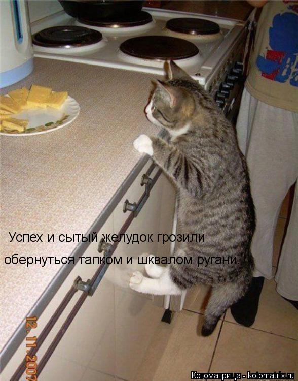 Котоматрица: Успех и сытый желудок грозили обернуться тапком и шквалом ругани.