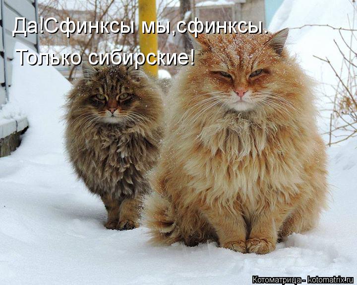 Да!Сфинксы мы,сфинксы. Только сибирские!... Котоматрица: Да!Сфинксы мы,сфинксы. Только сибирские!