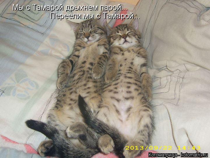 Мы с Тамарой дрыхнем парой... Переели мы с Тамарой...... Котоматрица: Мы с Тамарой дрыхнем парой... Переели мы с Тамарой...