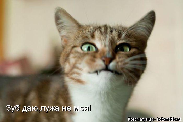 Котоматрица: Зуб даю,лужа не моя!