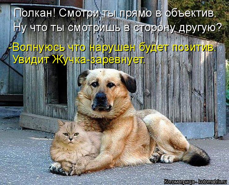 Полкан! Смотри ты прямо в объектив. Ну что ты смотришь в сторону другую? -Волнуюсь что нарушен будет ... Котоматрица: Полкан! Смотри ты прямо в объектив. Ну что ты смотришь в сторону другую? -Волнуюсь что нарушен будет позитив. Увидит Жучка-заревнует.