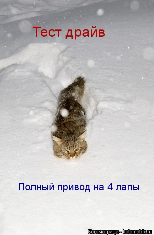 Котоматрица: Тест драйв  Полный привод на 4 лапы