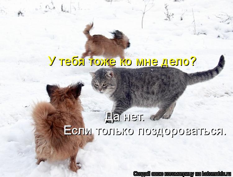 У тебя тоже ко мне дело? Да нет. Если только поздороваться.... Котоматрица: У тебя тоже ко мне дело? Да нет. Если только поздороваться.