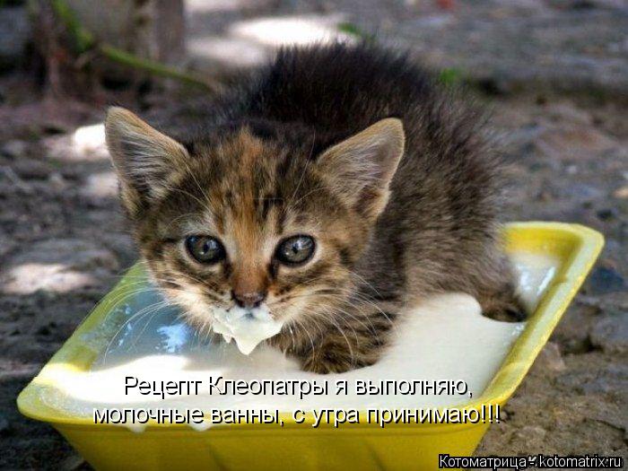 Рецепт Клеопатры я выполняю, молочные ванны, с утра принимаю!!!... Котоматрица: Рецепт Клеопатры я выполняю, молочные ванны, с утра принимаю!!!