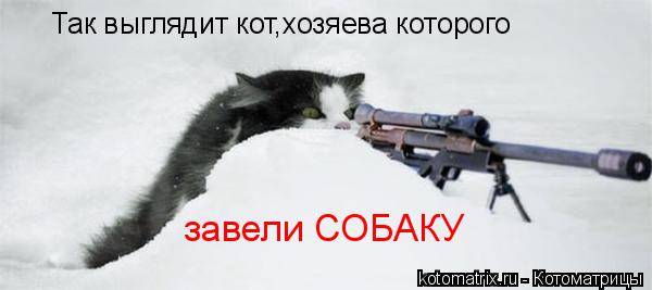 Котоматрица: Так выглядит кот,хозяева которого завели СОБАКУ