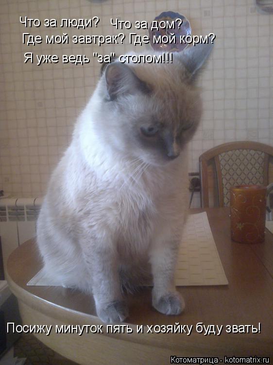 Котоматрица: Что за люди? Что за дом? Где мой завтрак? Где мой корм? Я уже ведь "за" столом!!! Посижу минуток пять и хозяйку буду звать!